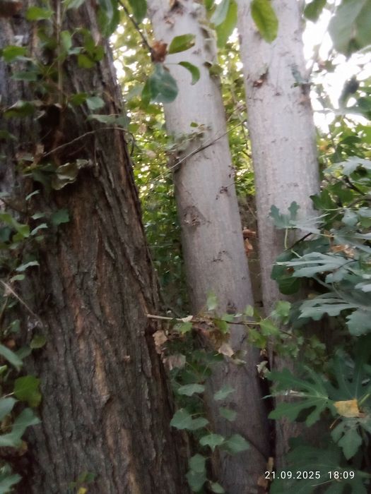 Teraklar sotiladi oq va koʻk terak