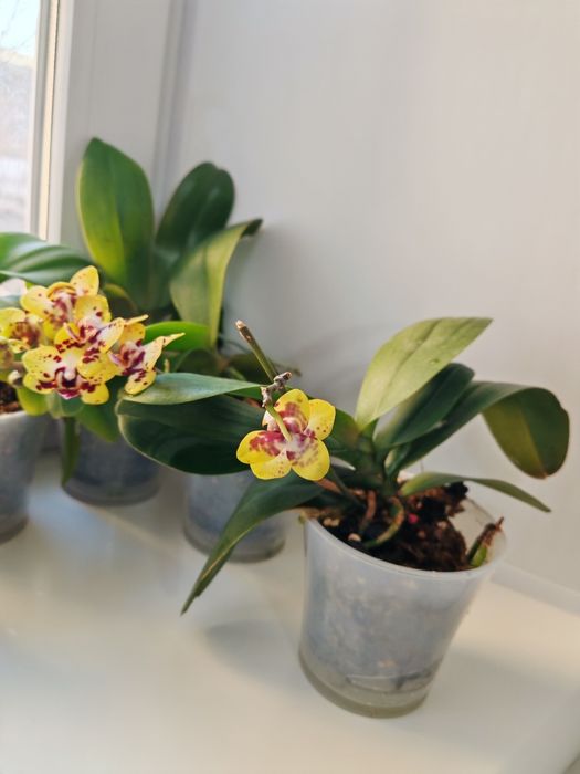 Фаленопсис Азиат