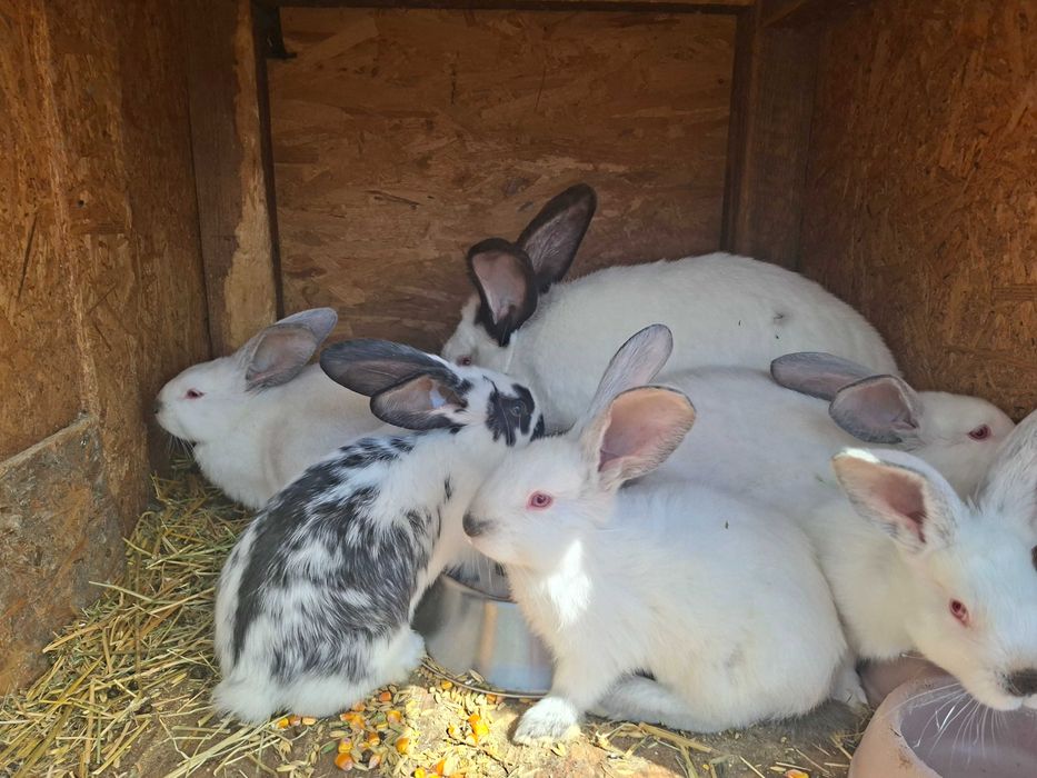 Vand iepurasi Fluture German si Urias Transilvanean