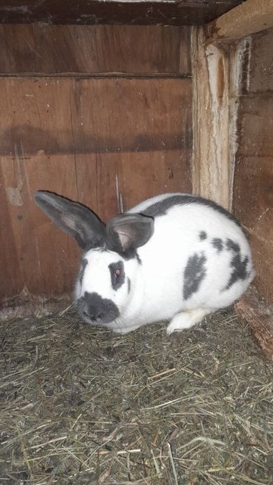 Vând pereche de fluture german