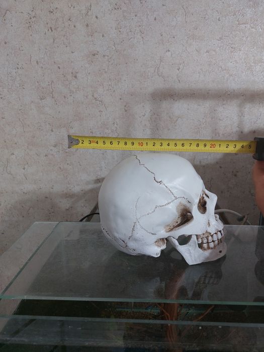 Продам анатомический череп
