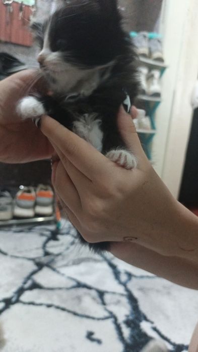 Срочно отдам красивых котят.