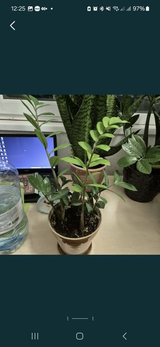 Продам замиокулькас