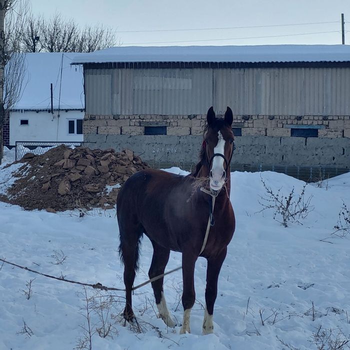 Лошадь   Турар рускулов