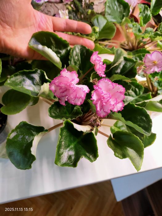 Сортовые фиалки сенполии