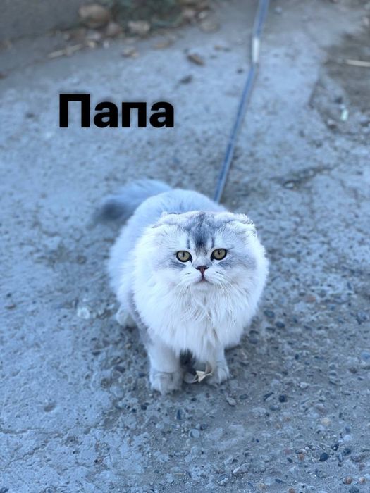 Продается шиншила катенок