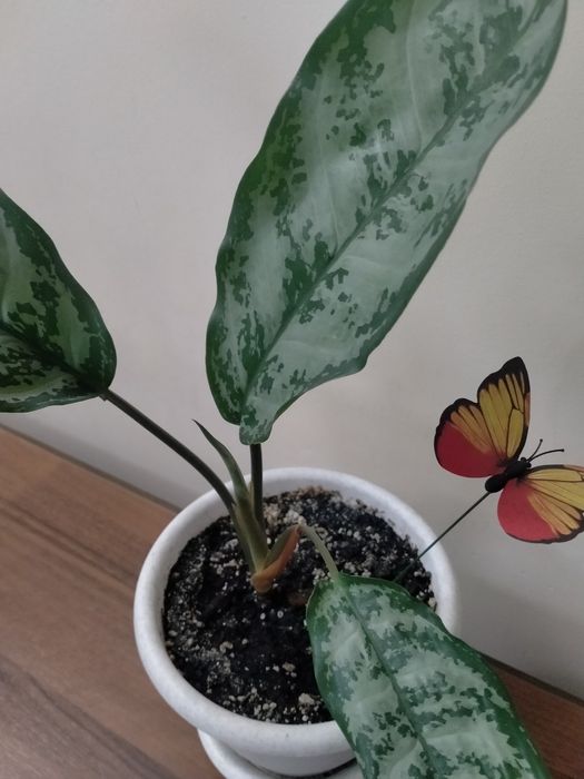 Продам аглаонему