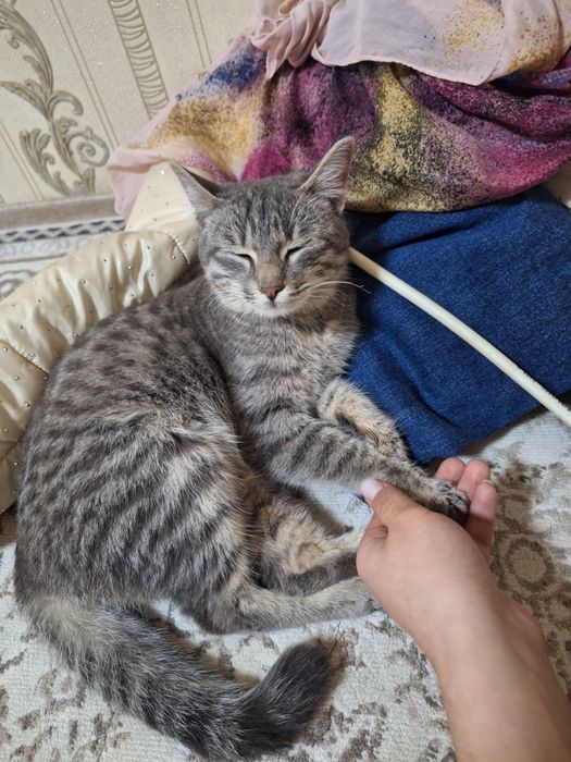 Уй мушуги топиб олинган