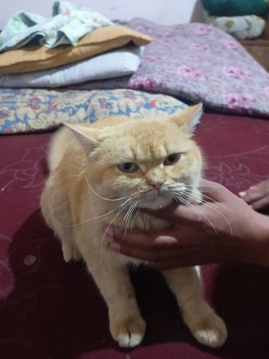 Mushuk tezda sotiladi