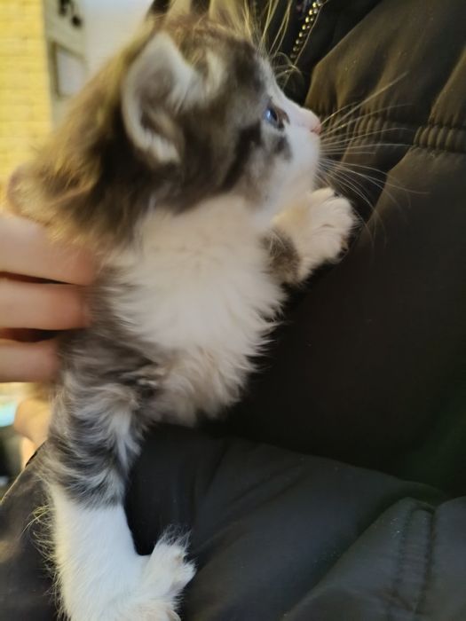 Малки сладки котета
