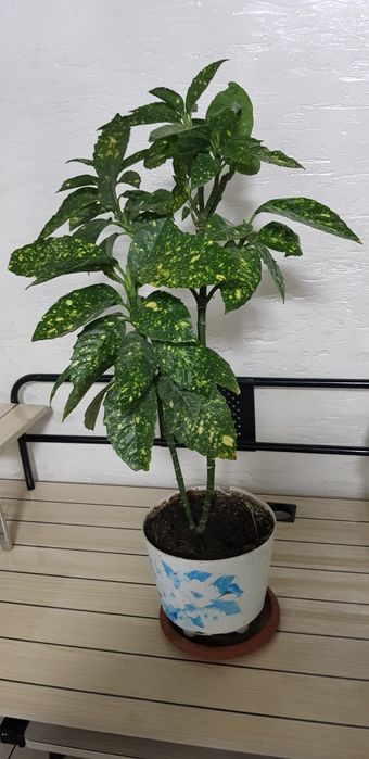 Продам цветы комнатные