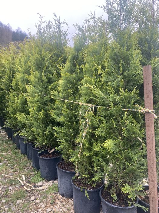 Planta Leylandi Gard viu