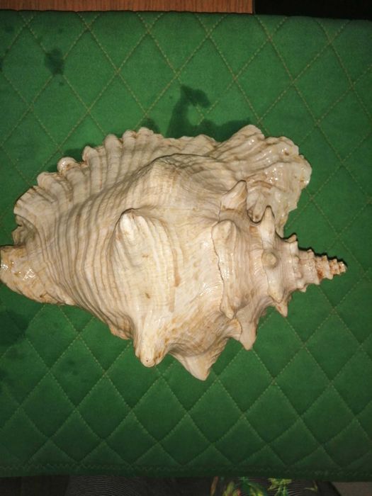 Ракушки для декора