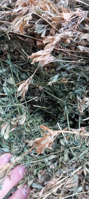 Vand baloti lucerna,  infoliati