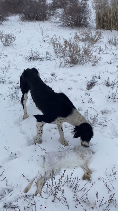 Құмай Тазы,ОБМЕН жаксы ҚАНШЫҚҚА