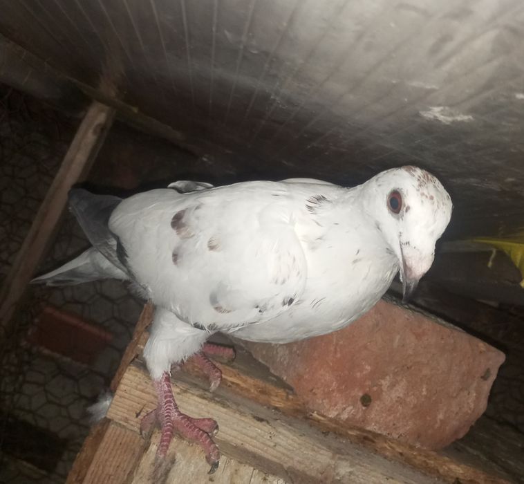 Iepuri porumbei de vânzare