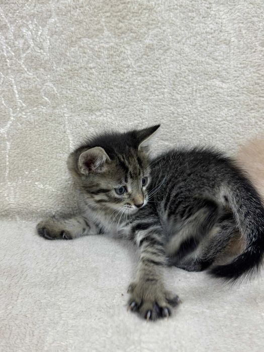 В добрые руки котят