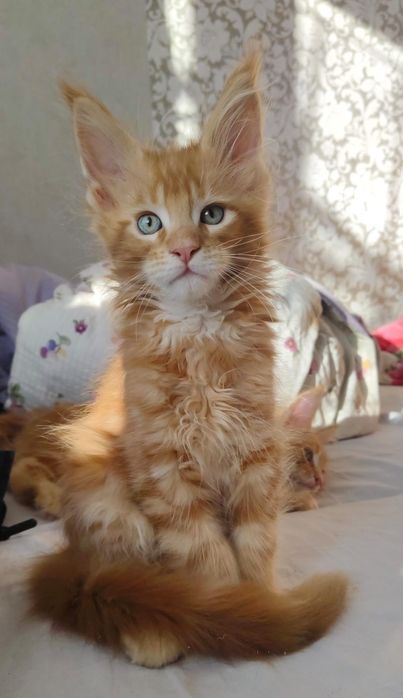 Котята Майн Куны