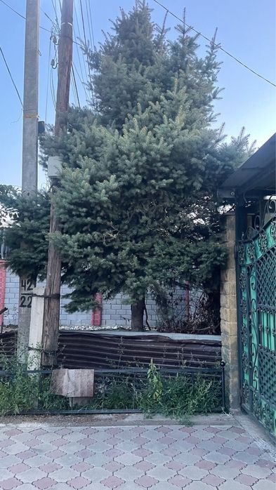 Продам ёлку