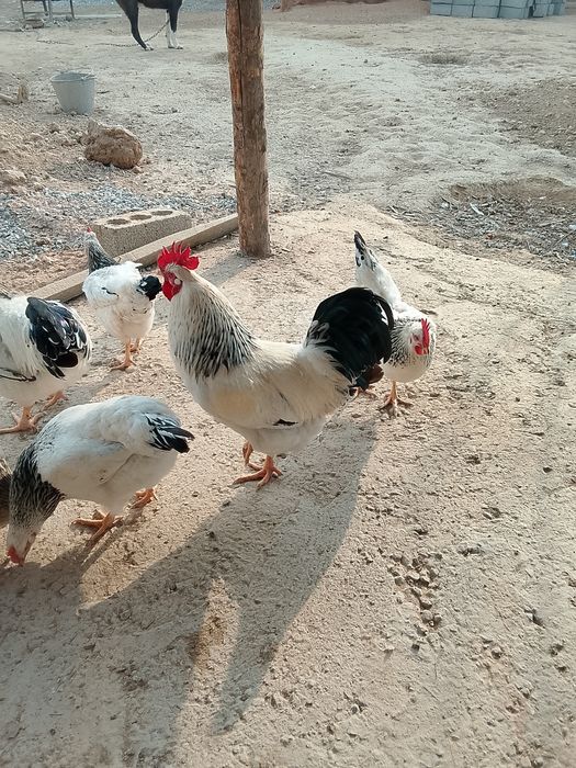 Қораз сатылады .