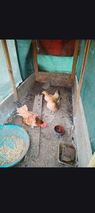 Cocoși pitici tineri