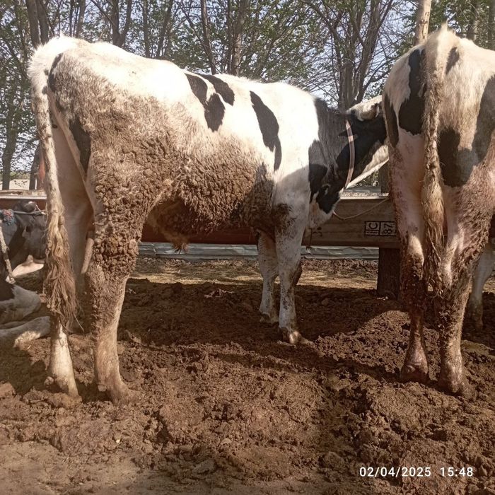 Buqalar sotiladi. Smental