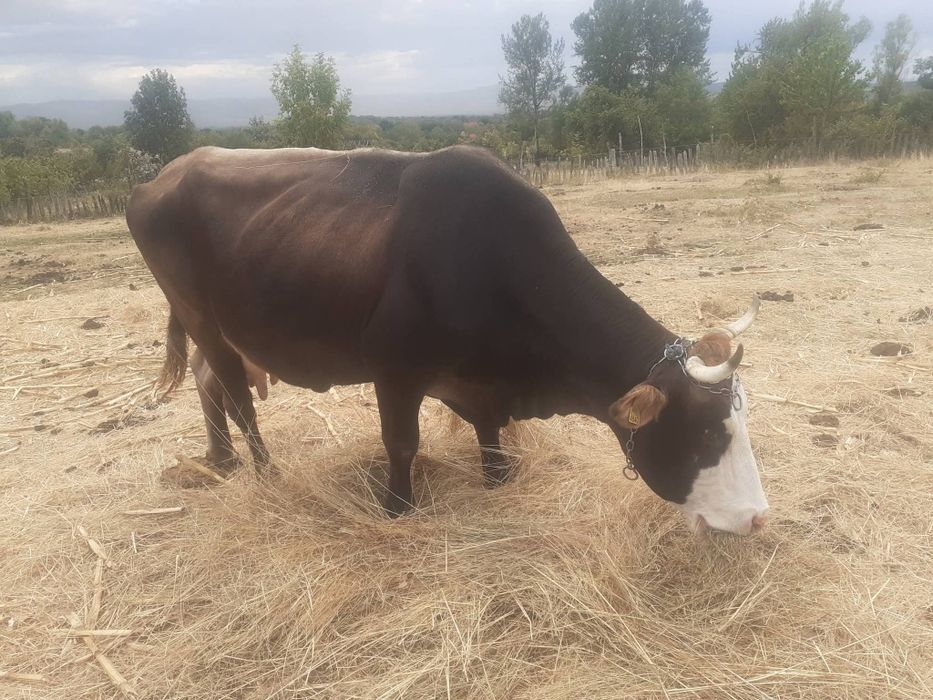 Vând animale,vacă brună&cal