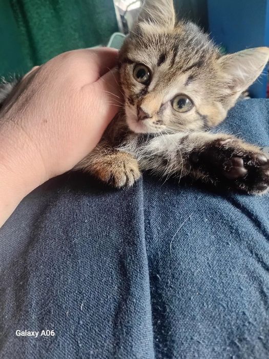 Котят отдам даром