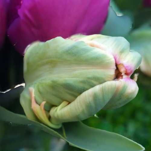 Bulbi lalele mix, calitate superioară, pregătiți de plantare