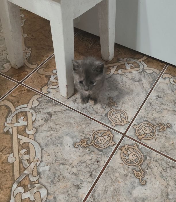 Отдам в добрые руки котенка