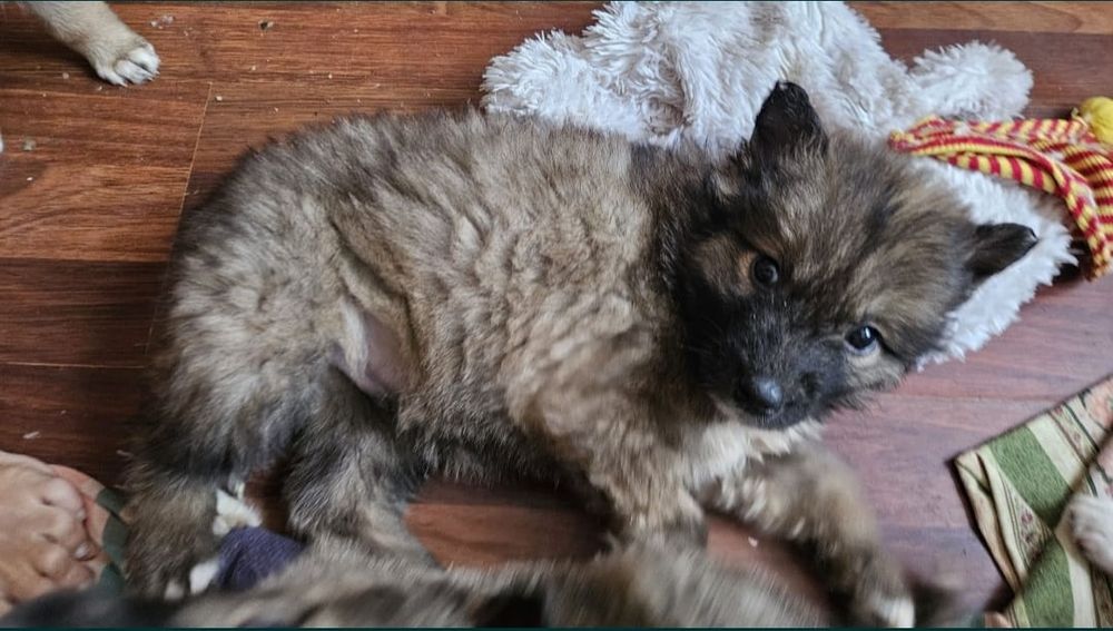 Щенята 2 месяца. Девочки и мальчики