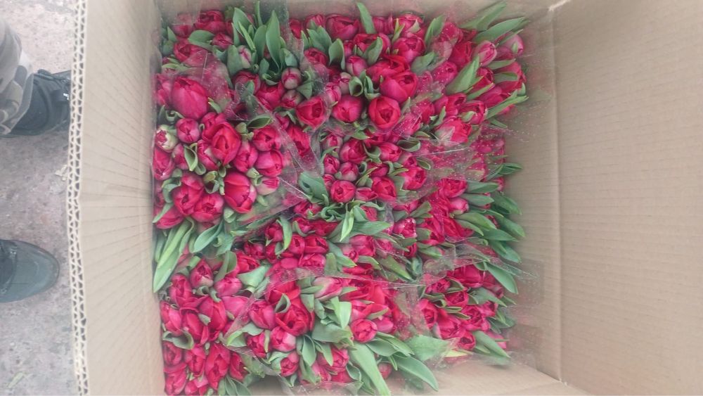 Тюльпан Тюльпаны Тюльпаны оптом