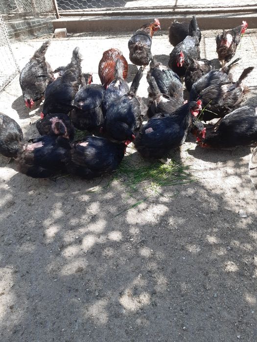 Vând găini de rasă