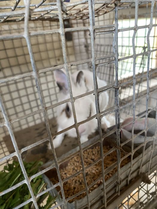 Продам кролика в месте с клеткой