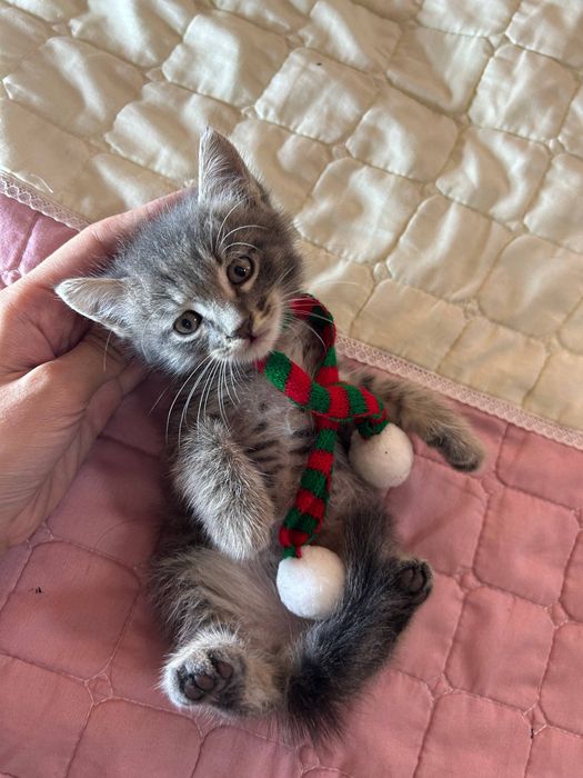 Котенки для продаж в заботливые руки