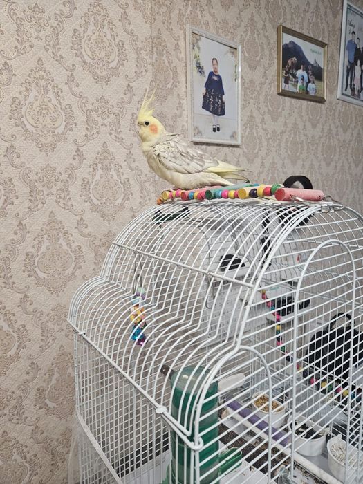 Попугай  Коррела