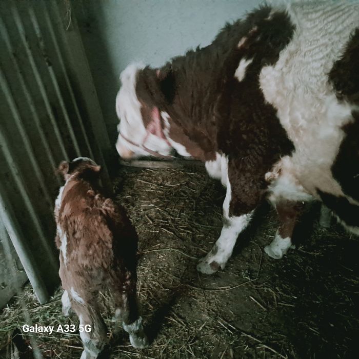 Saryog' sotiladi manashu sigirlarning yog'i 100 000 so'mdan kilosi