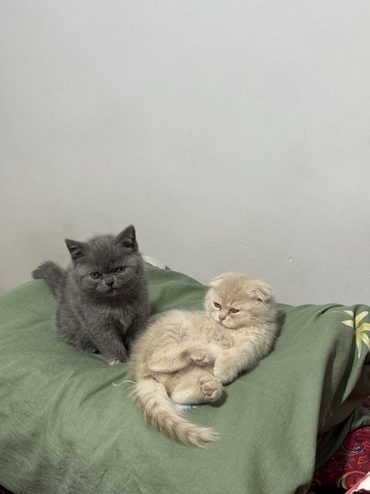 Mushukchalar sotiladi 2 oylik