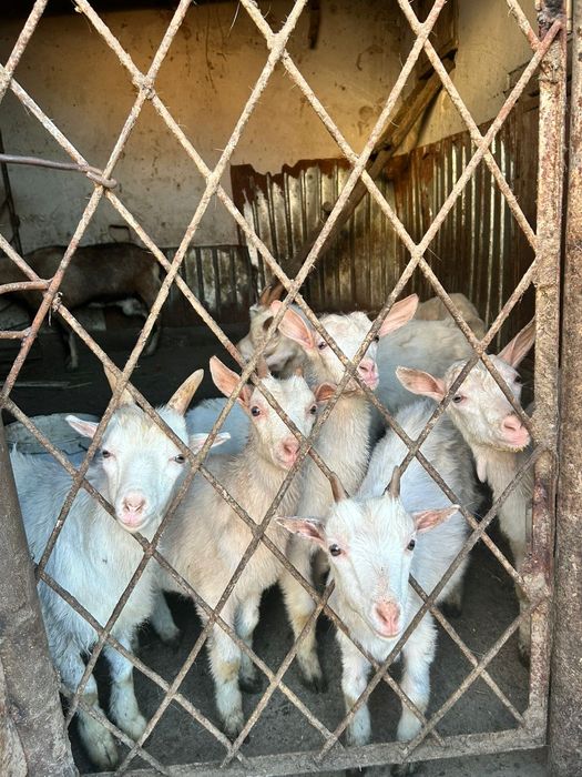 Занен лақтар сатылады