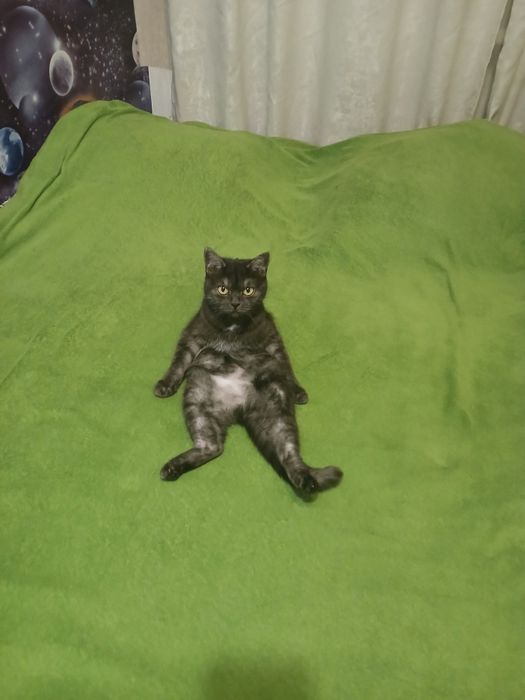 Отдам двух кошек