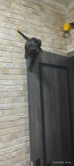 Котятки в добрые и заботливые руки