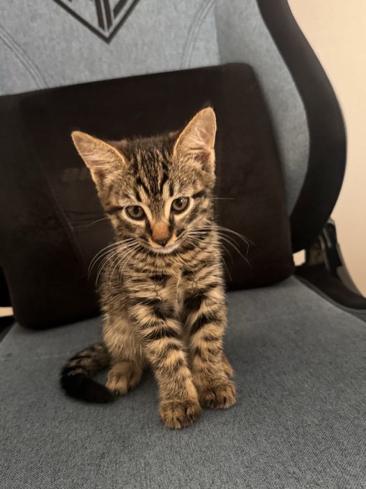 Ищу дом для котика