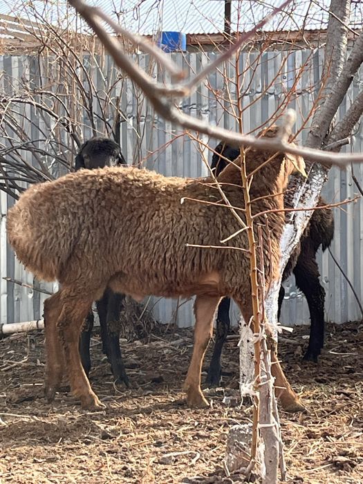 Тұқымдыққа қошқарлар сатылады