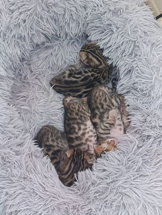 Продам котят бенгалов