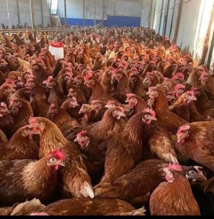 Avem gaini outoare  cu livrare la domiciliu clientului