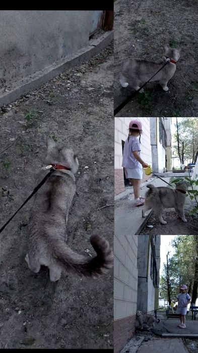 • Кот на Вязку. Прямоухий