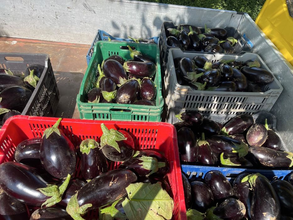 Vinete direct de la producator