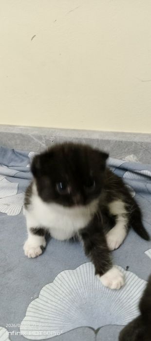 Скотиш фолд скотиш страйт