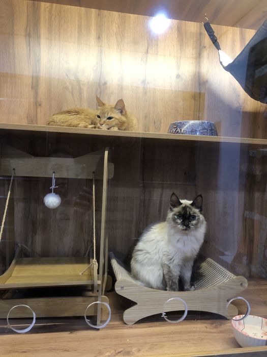 Отдам в хорошие руки 4 кошки