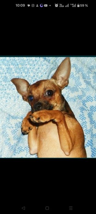 Продам щенков той терьера